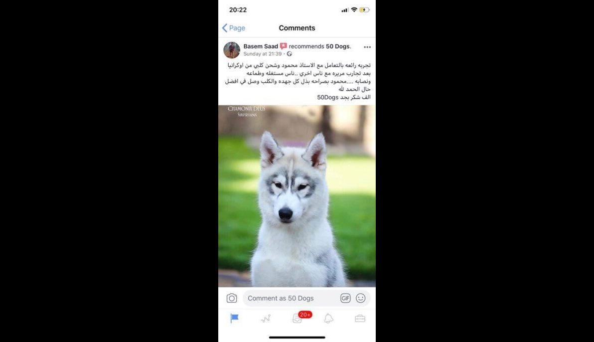 Siberian Huskey (Ukraine to Egypt)