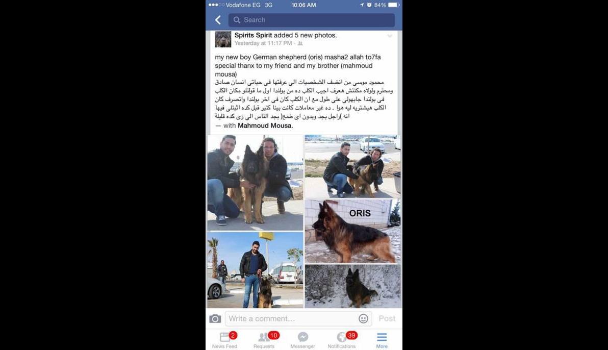 German Shephered (Poland to Egypt)