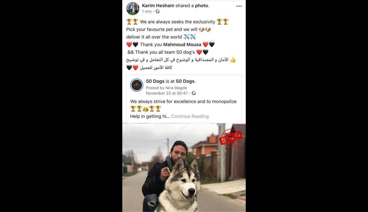 Alaskan Malamoute (Ukraine to Egypt)