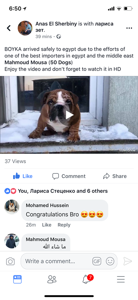 English Bulldog (Ukraine to Egypt)