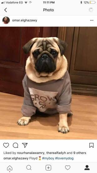 Pug (Ukraine to Egypt)