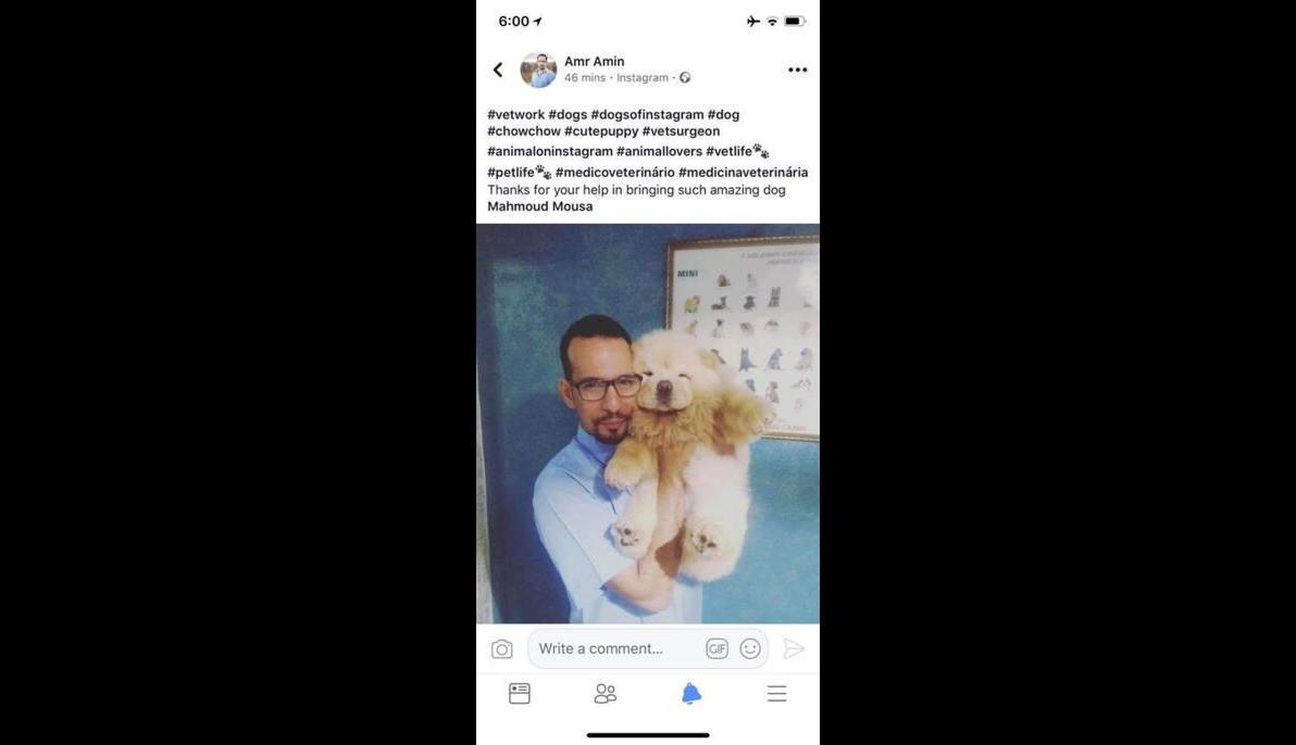 Chow Chow (Ukraine to Egypt)