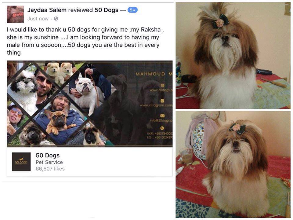 Shih Tzu (Ukraine to Egypt)