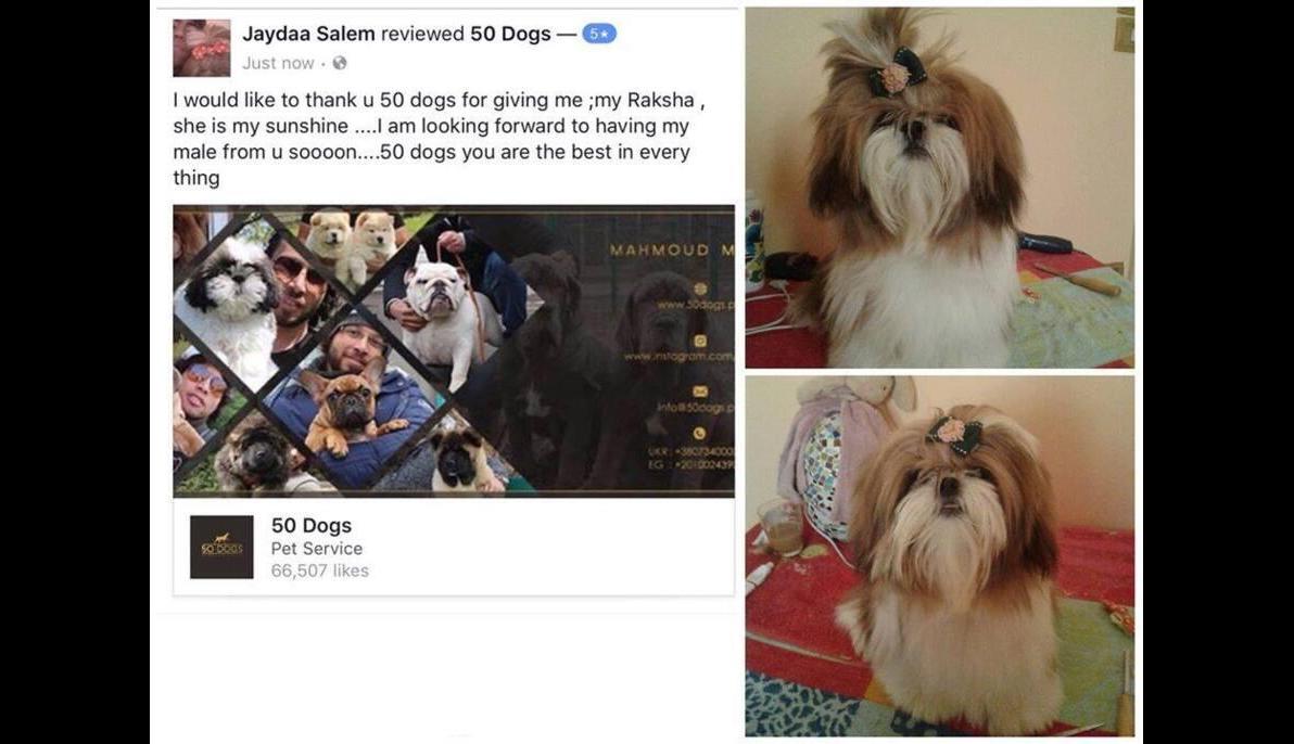 Shih tzu (Russia to Egypt)