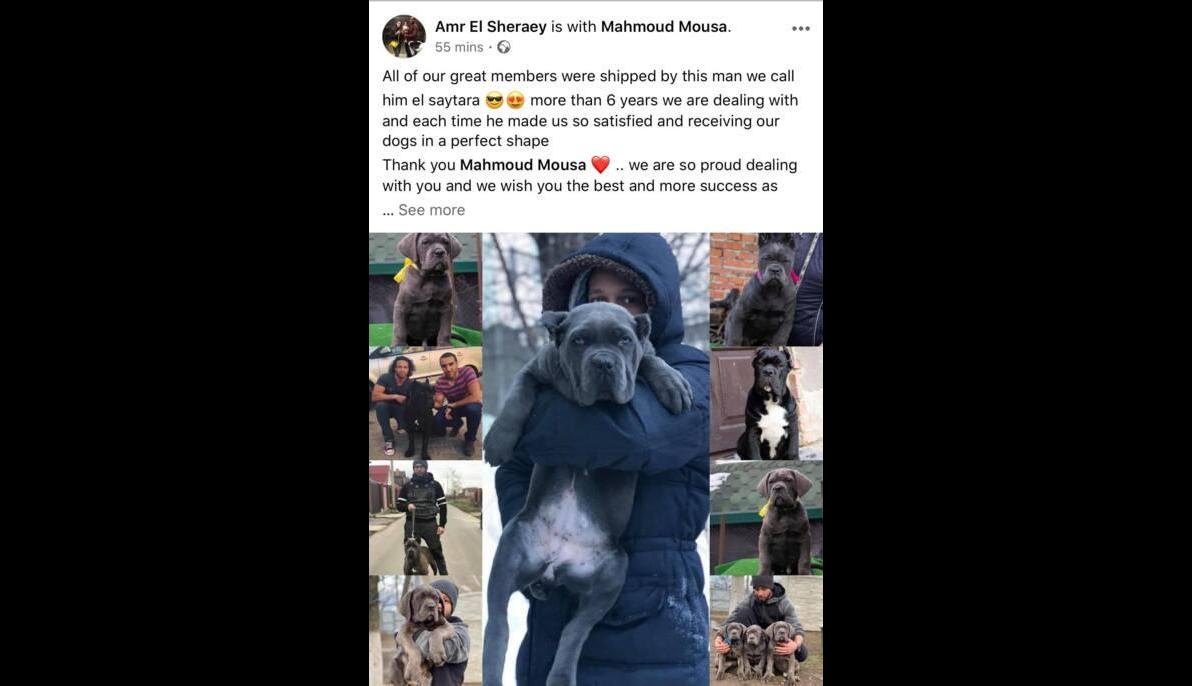 Cane Corso (Ukraine to Egypt)