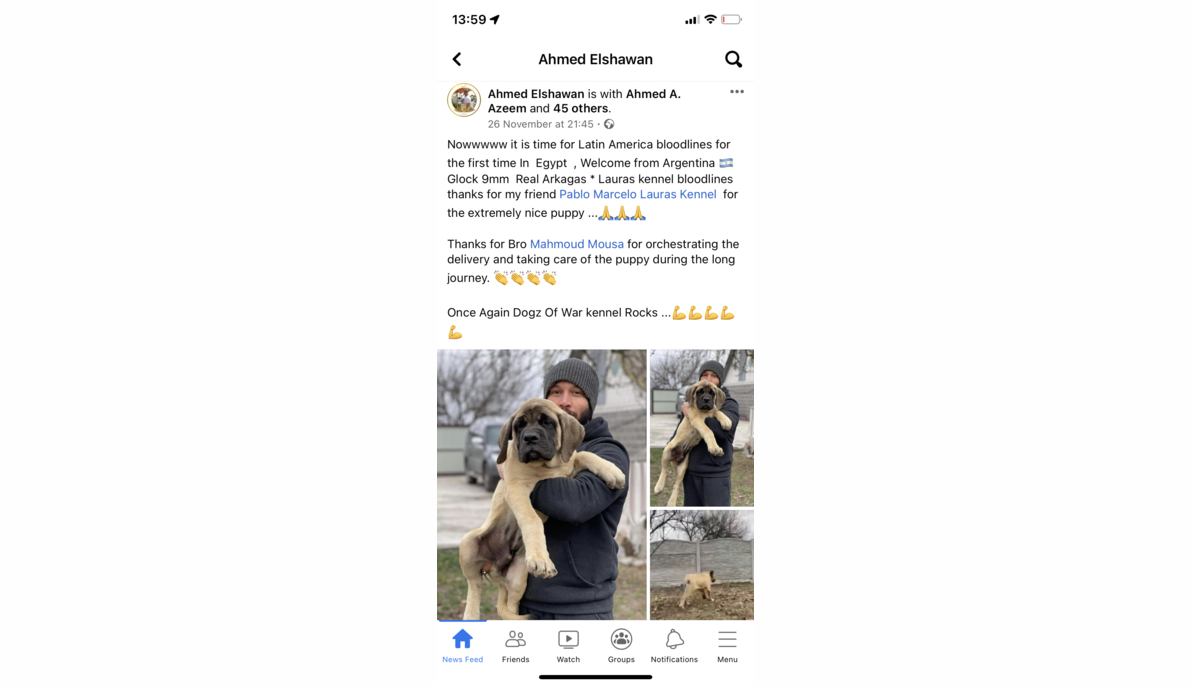 Old English Mastiff (Argentina to Egypt)