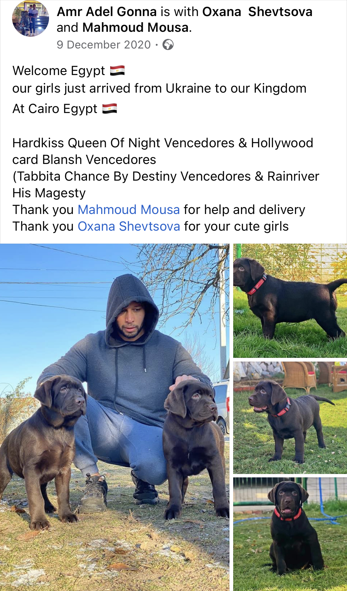 Labrador (Ukraine to Egypt)