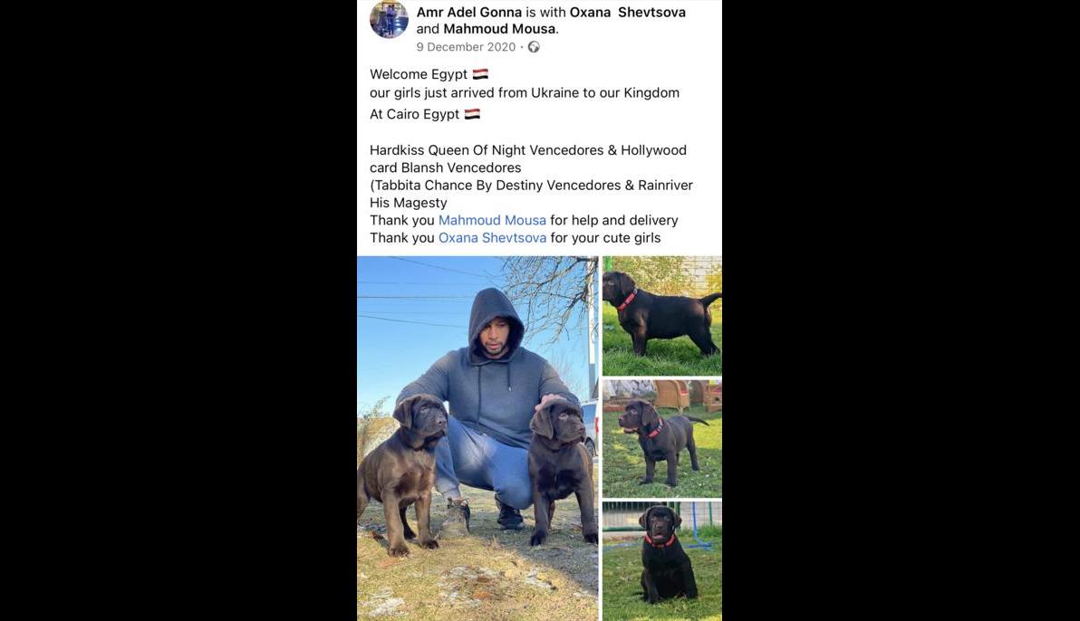 Labrador (Ukraine/Russia to Egypt)