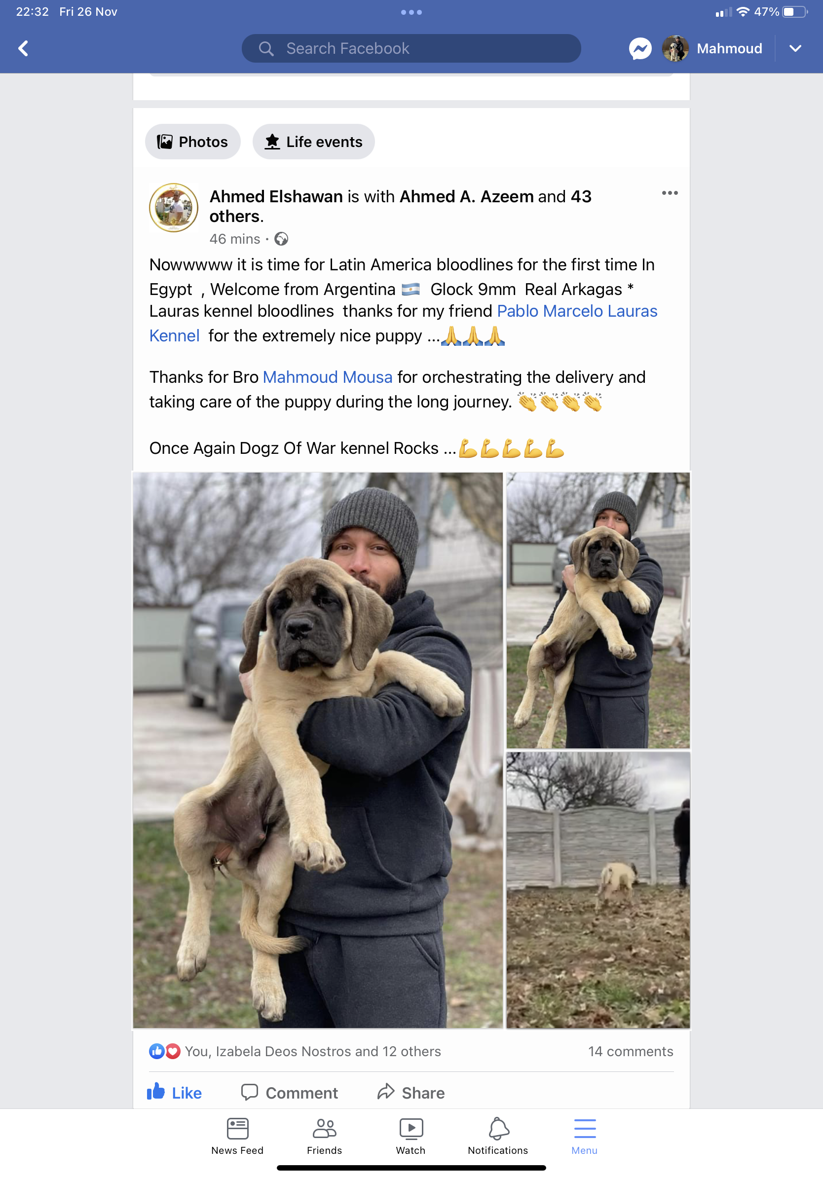 English Mastiff (Hungary to Egypt)