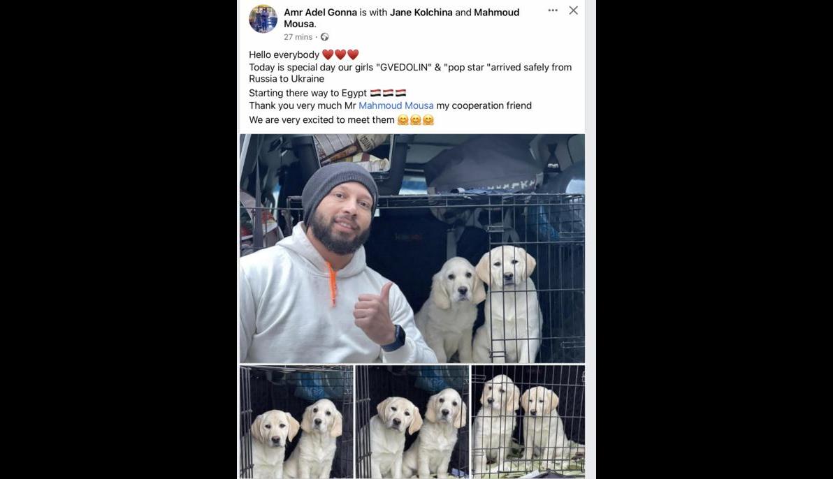 Golden Retriver (Ukraine & Russia to Egypt)