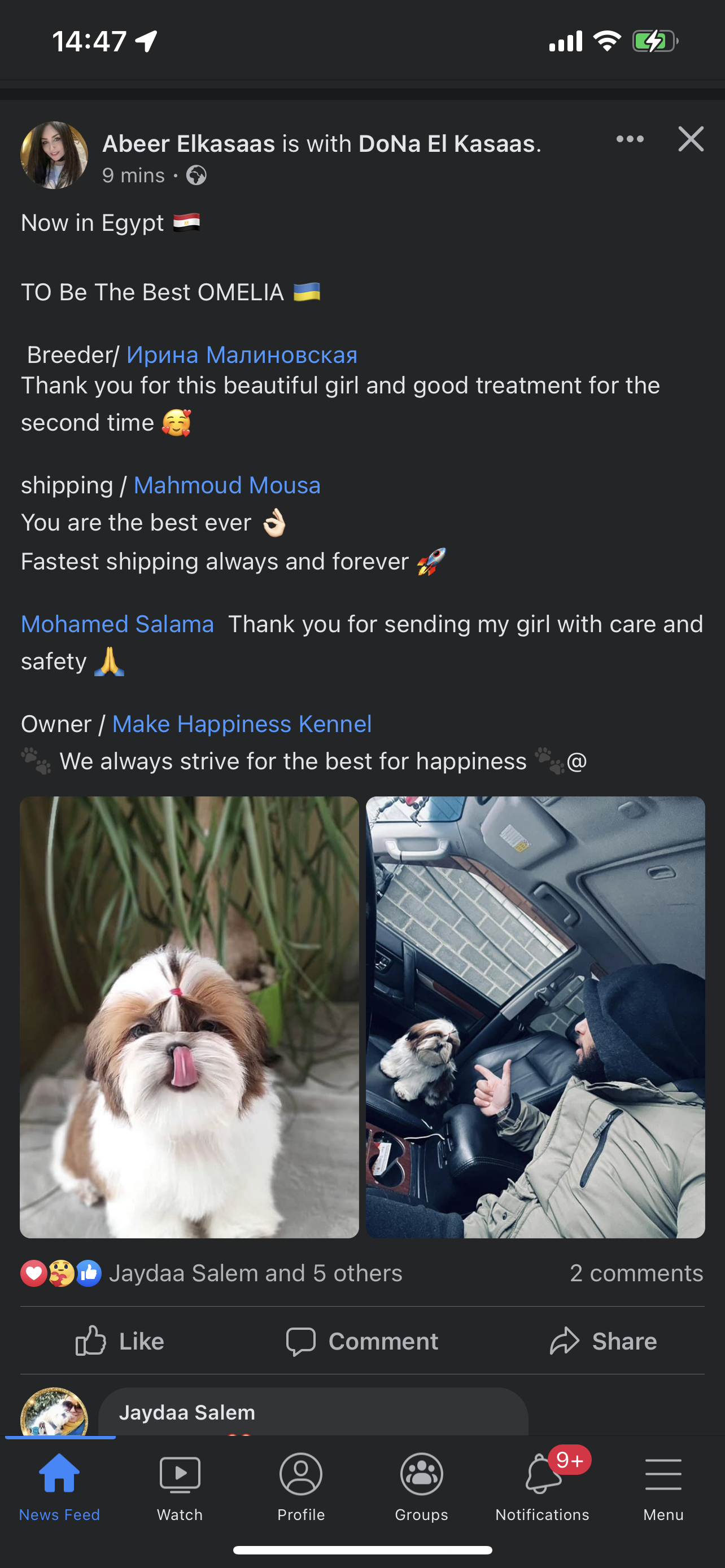 Shih Tzu (Ukraine to Egypt)