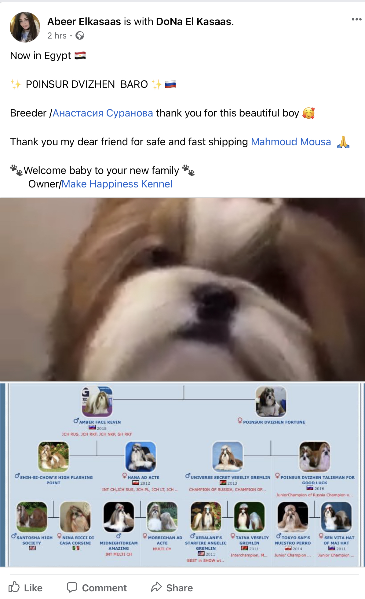 Shih Tzu (Russia to Egypt)