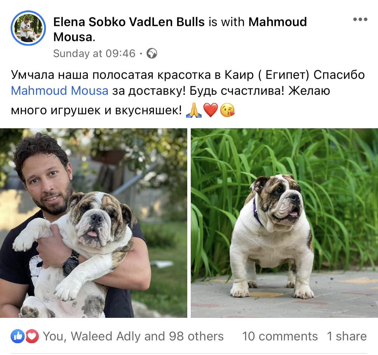 English Bulldog (Ukraine to Egypt)