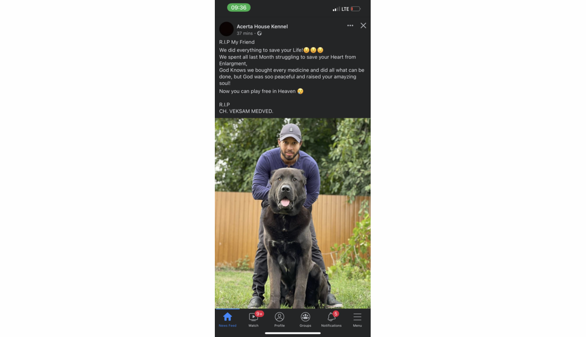 Alabai (Belarus to Egypt)