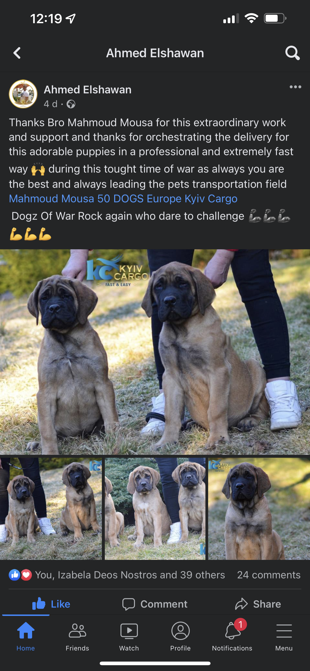 English Mastiff (Hungary to Egypt)