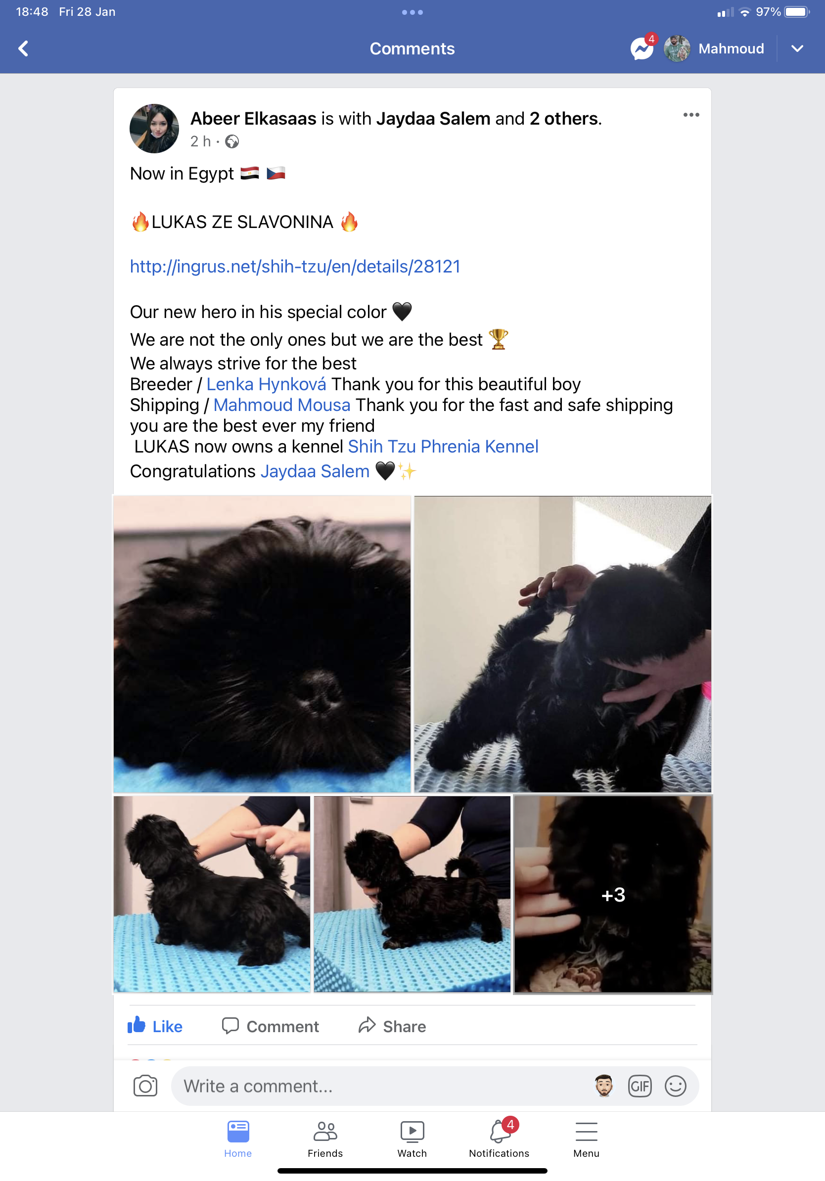 Shih Tzu (Poland to Egypt)