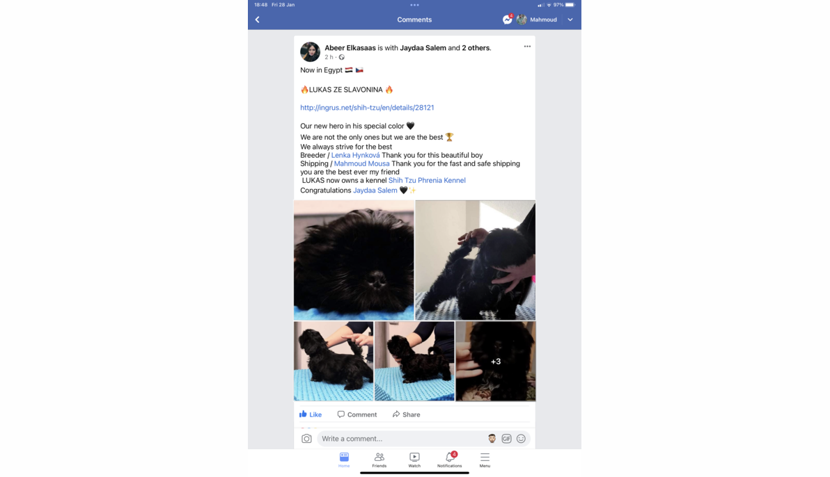 Shih Tzu (Poland to Egypt)