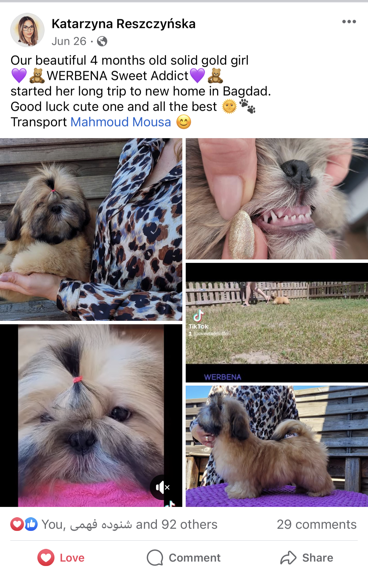 Shih Tzu (Poland to Egypt)