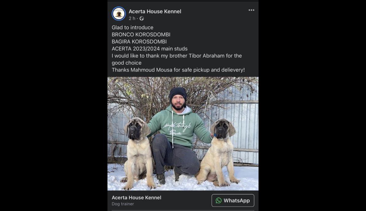 Old English Mastiff (Hungary to Egypt)