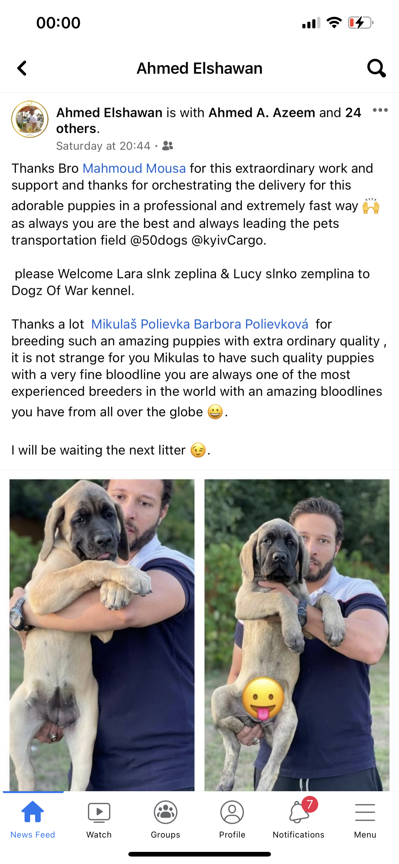 English Mastiff (Hungary to Egypt)