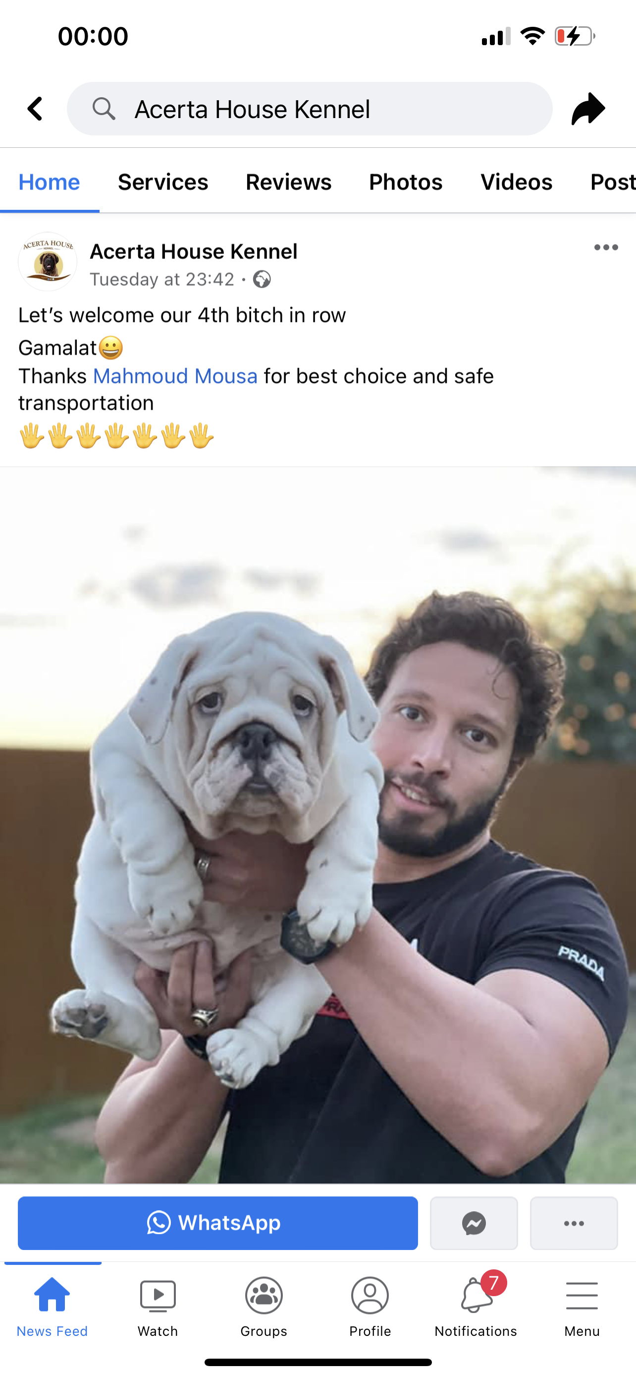 English Bulldog (Ukraine to Egypt)