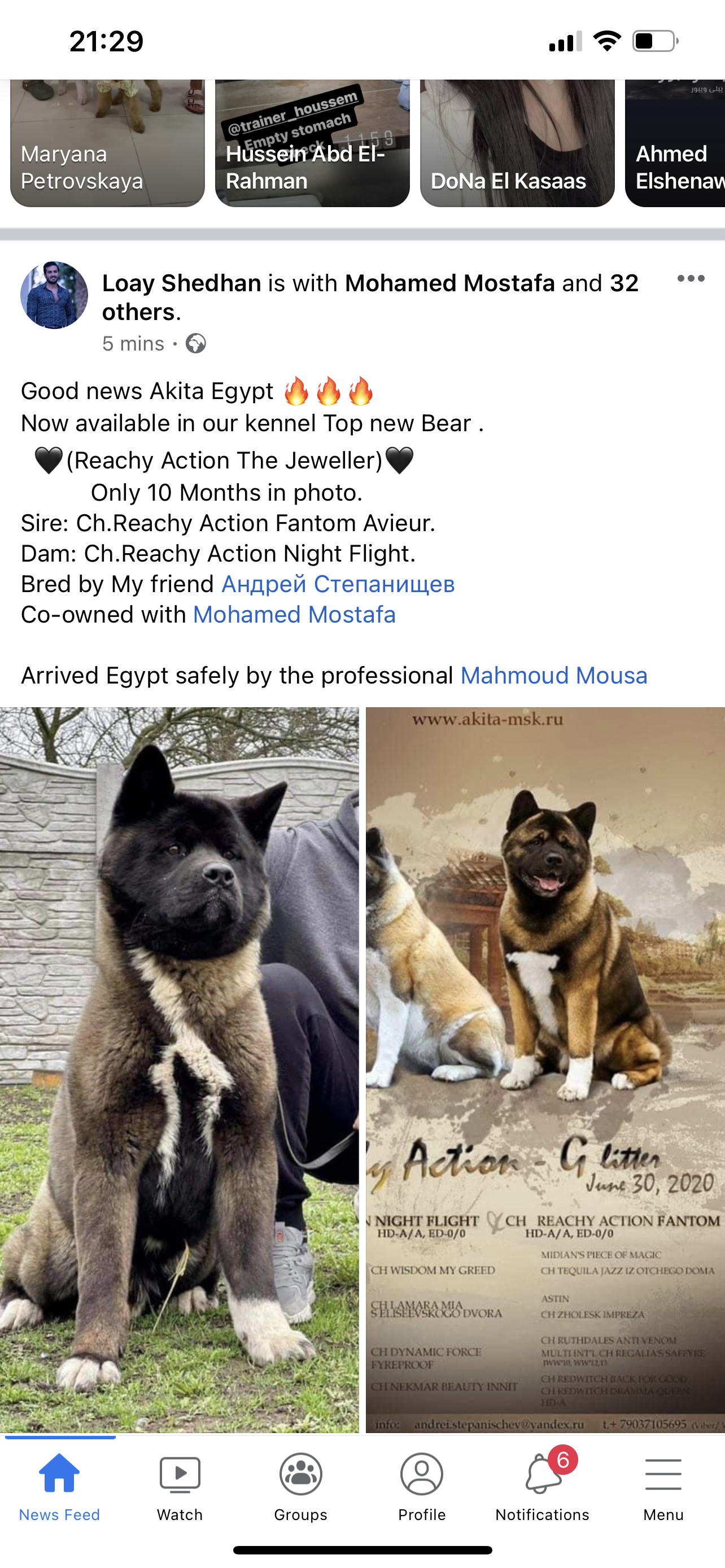 American Akita (Ukraine to Egypt)