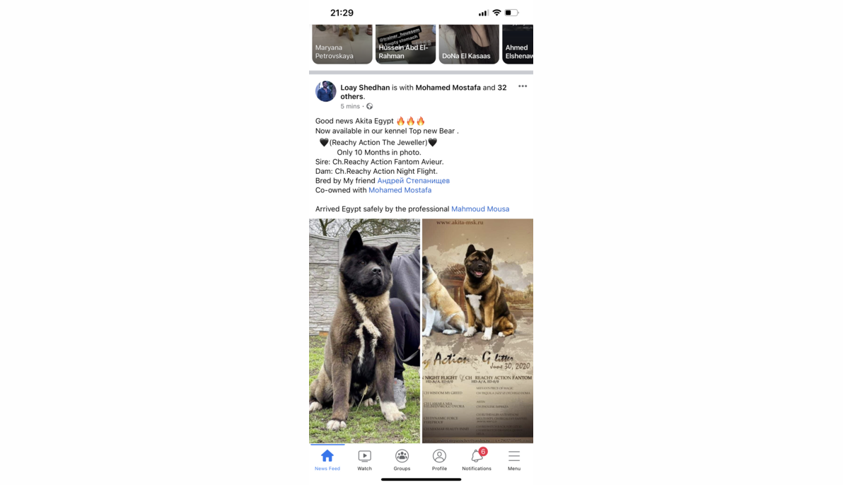 American Akita (Russia to Egypt)