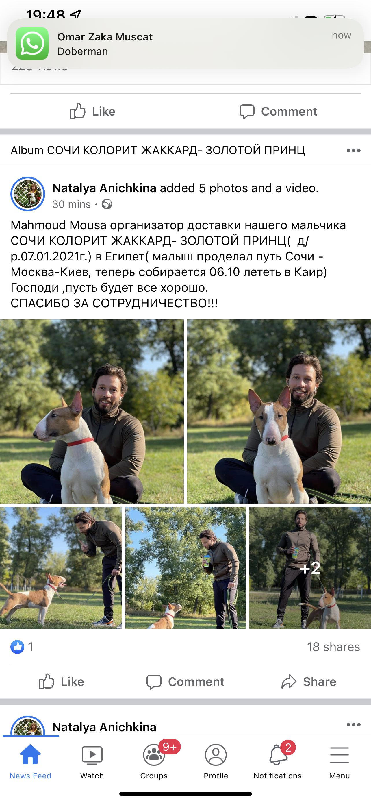 Bull Terrier (Ukraine to Egypt)