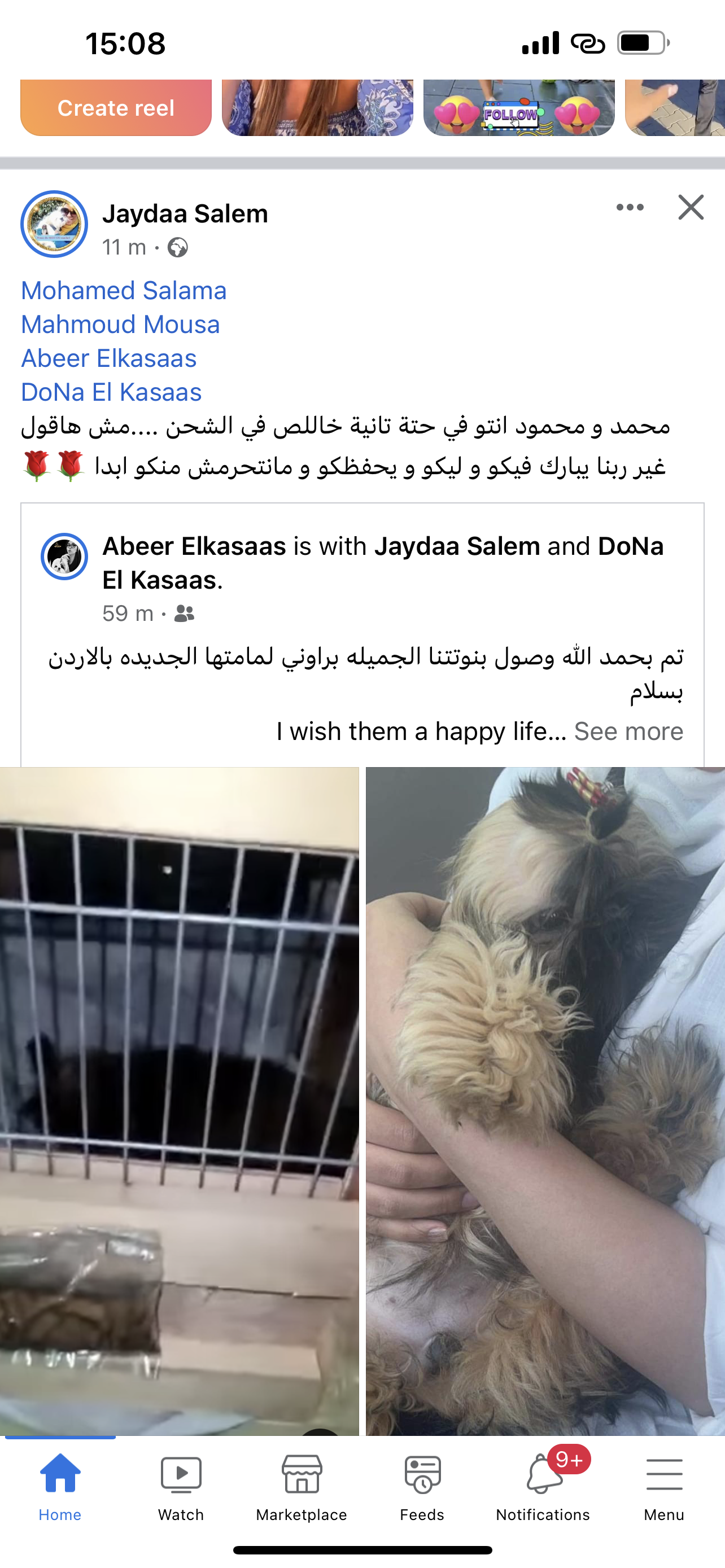 Shih tzu (Ukraine to Jordan)