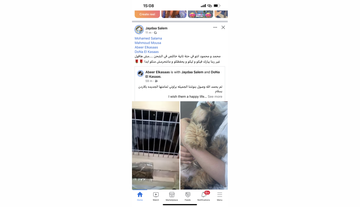 Shih Tzu (Russia to Egypt)