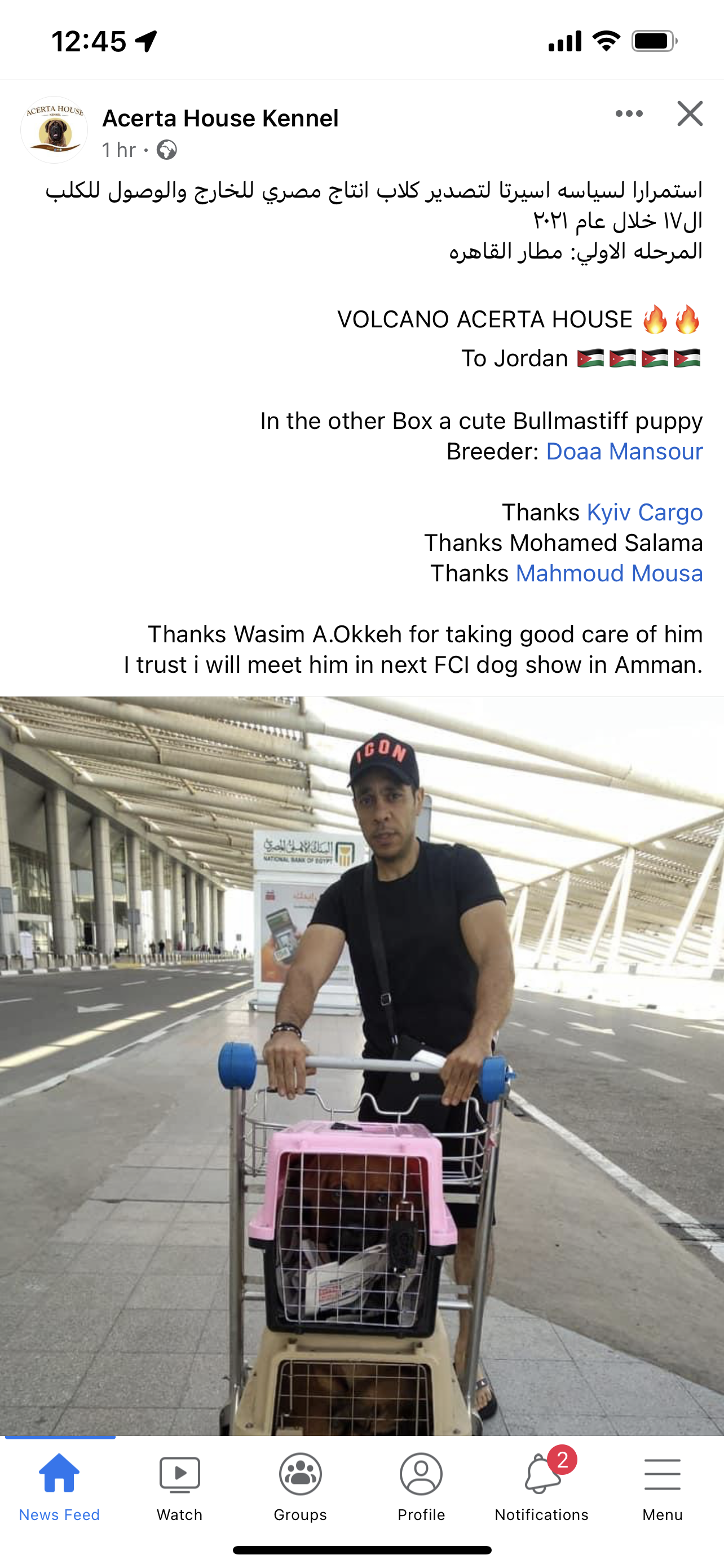 English Mastiff (Egypt to Jordan)