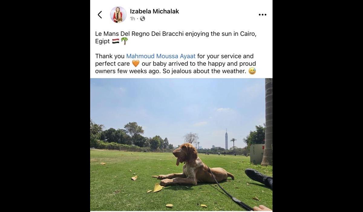 Bracco Italiano (Poland to Egypt)