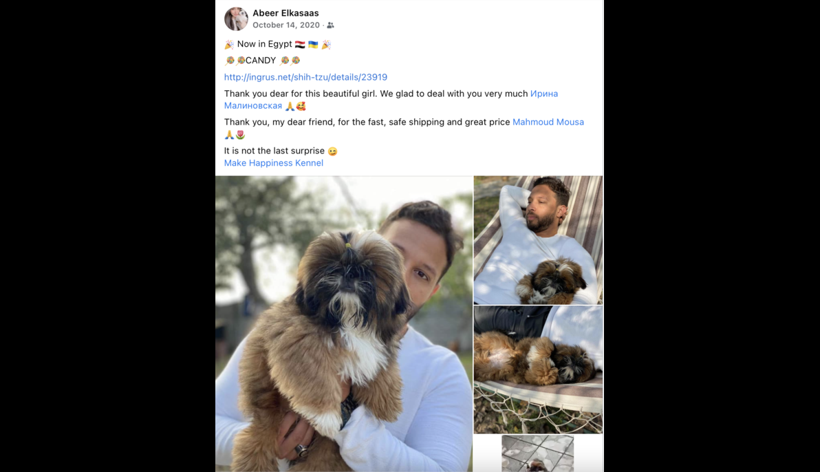 Shih Tzu (Russia to Egypt)