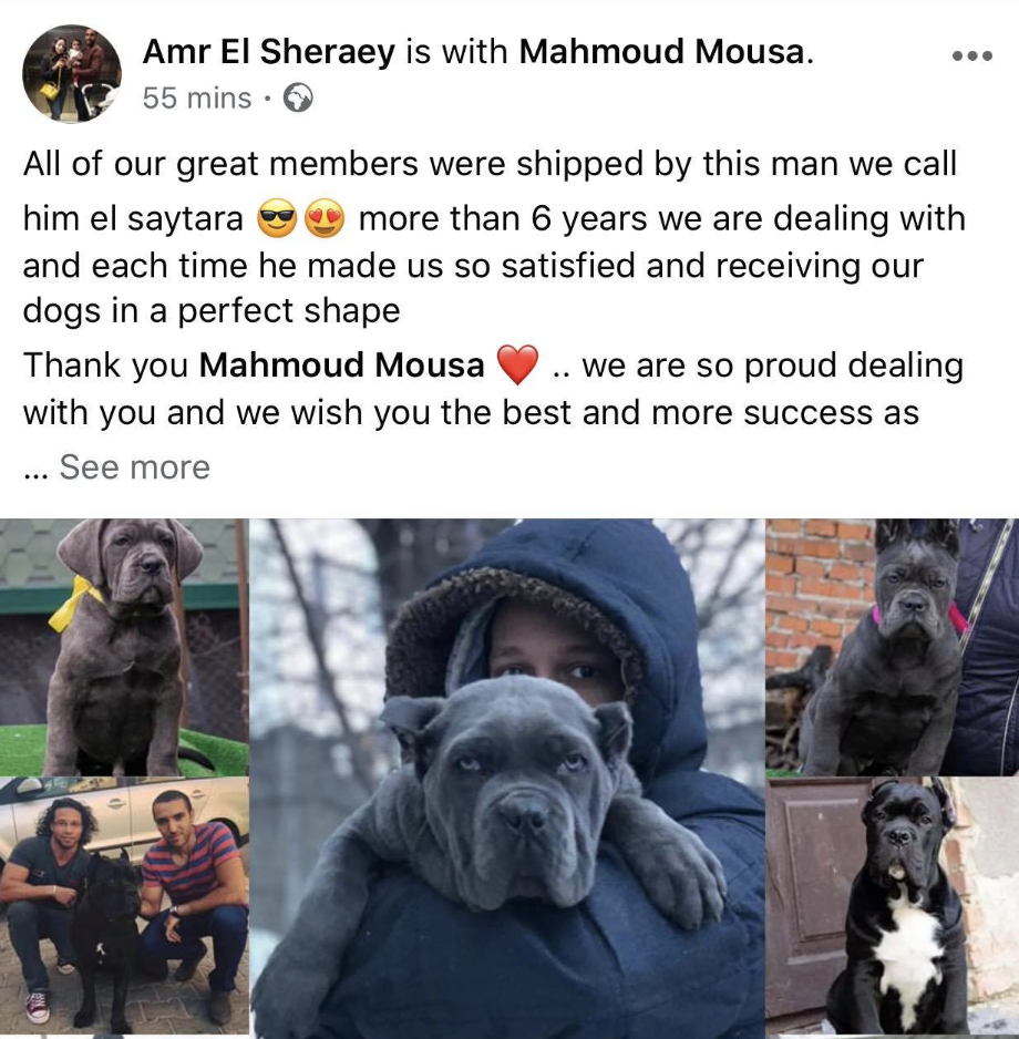 Cane Corso (Ukraine to Egypt)
