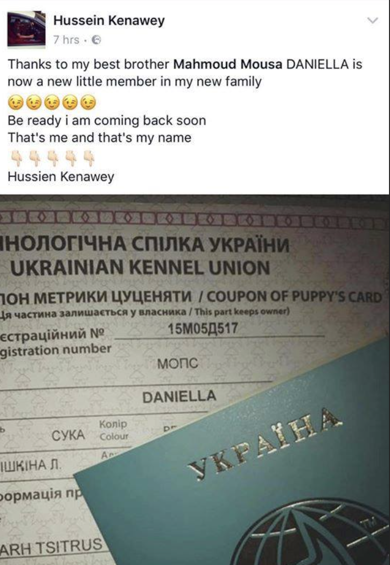 Pug (Ukraine to Egypt)