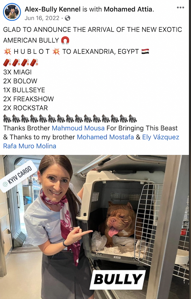 American Bully (Spain to Egypt)