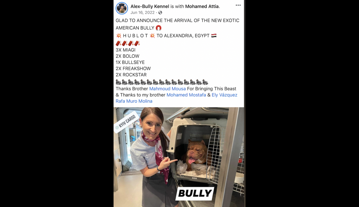 Bully (Spain to Egypt)