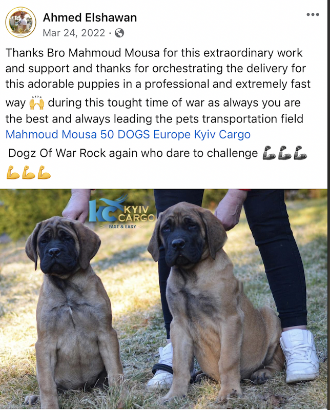 English Mastiff (Ukraine to Egypt)