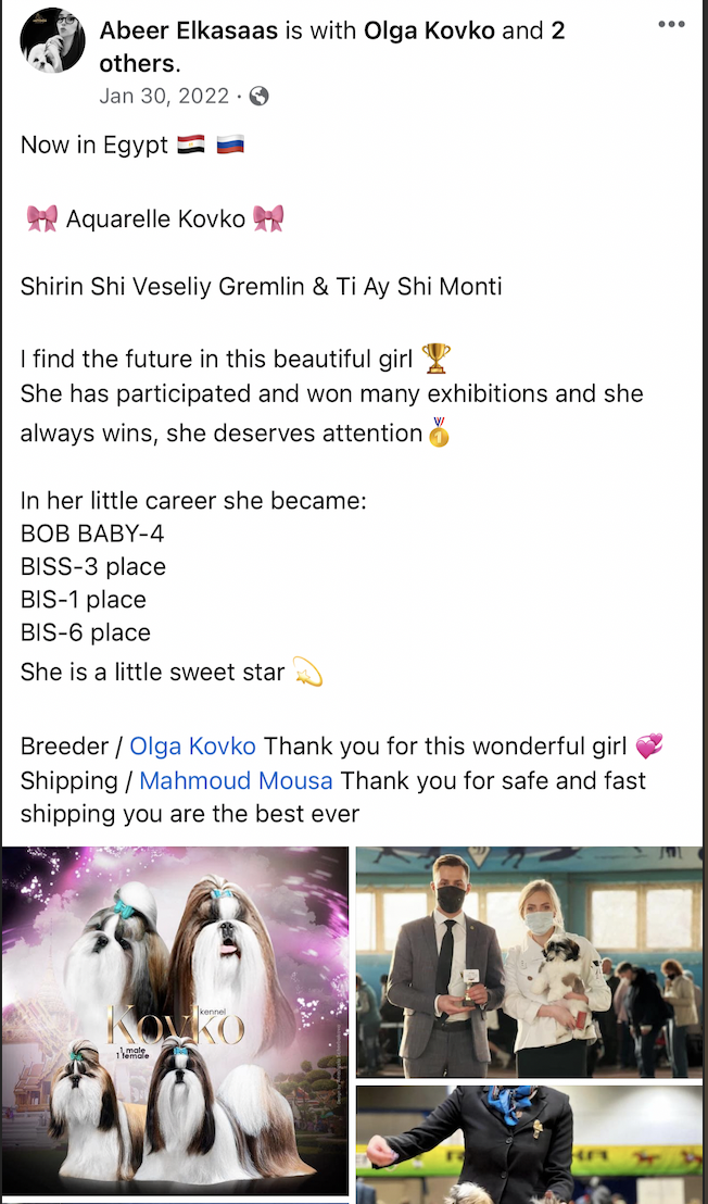 Shih Tzu (Belarus to Egypt)