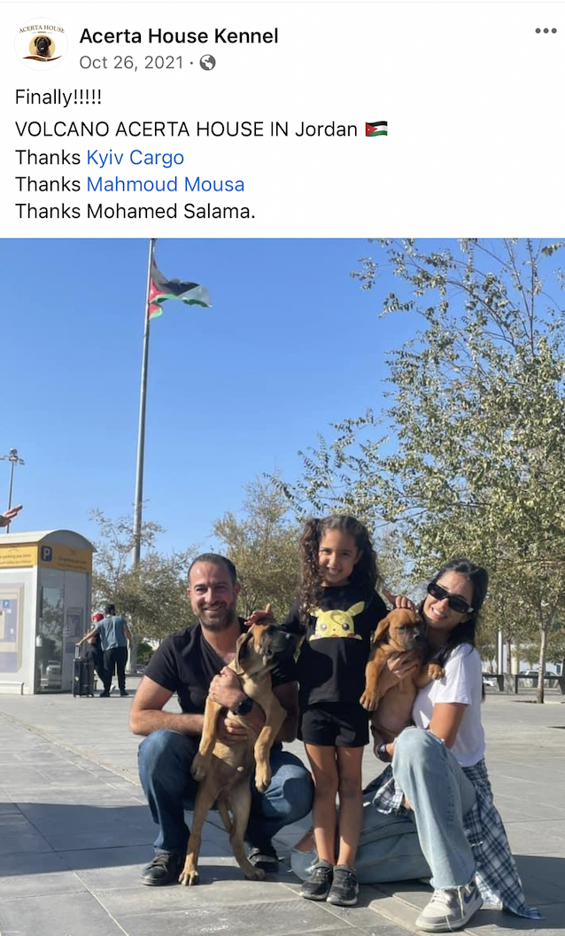 English Mastiff (Egypt to Jordan)