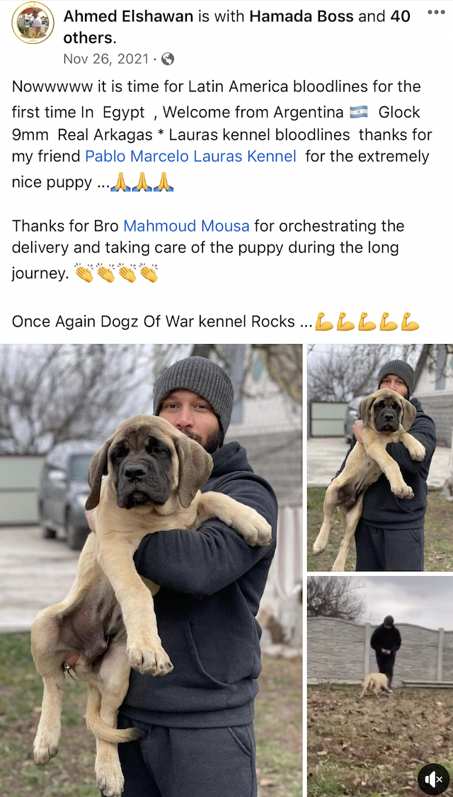 English Mastiff (Argentina to Egypt)