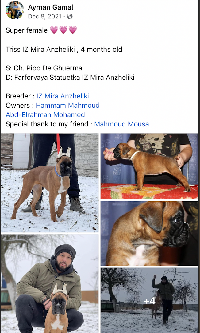 Boxer (Ukraine to Egypt)