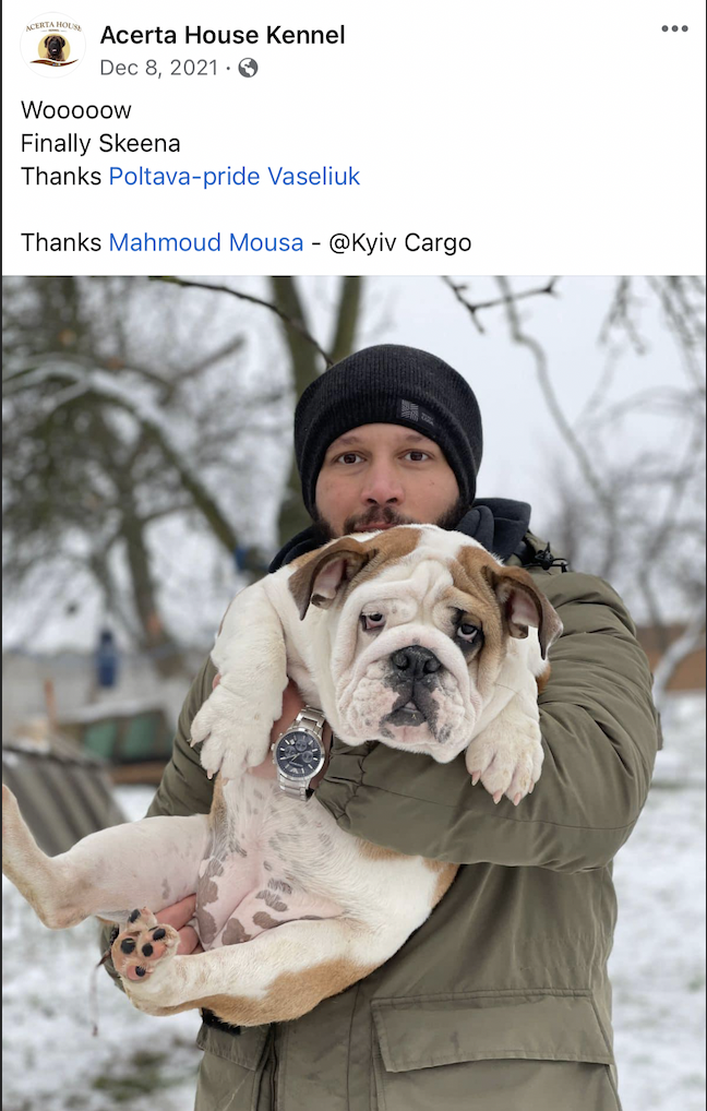 English Bulldog (Ukraine to Egypt)