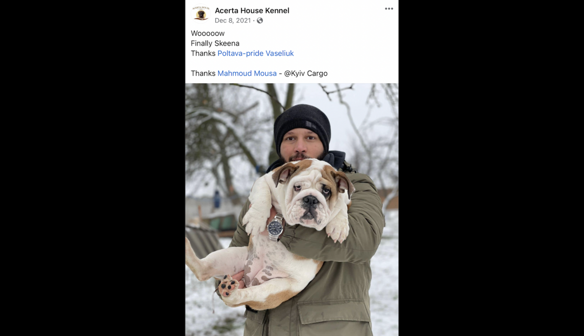 English Bulldog (Ukraine to Egypt)