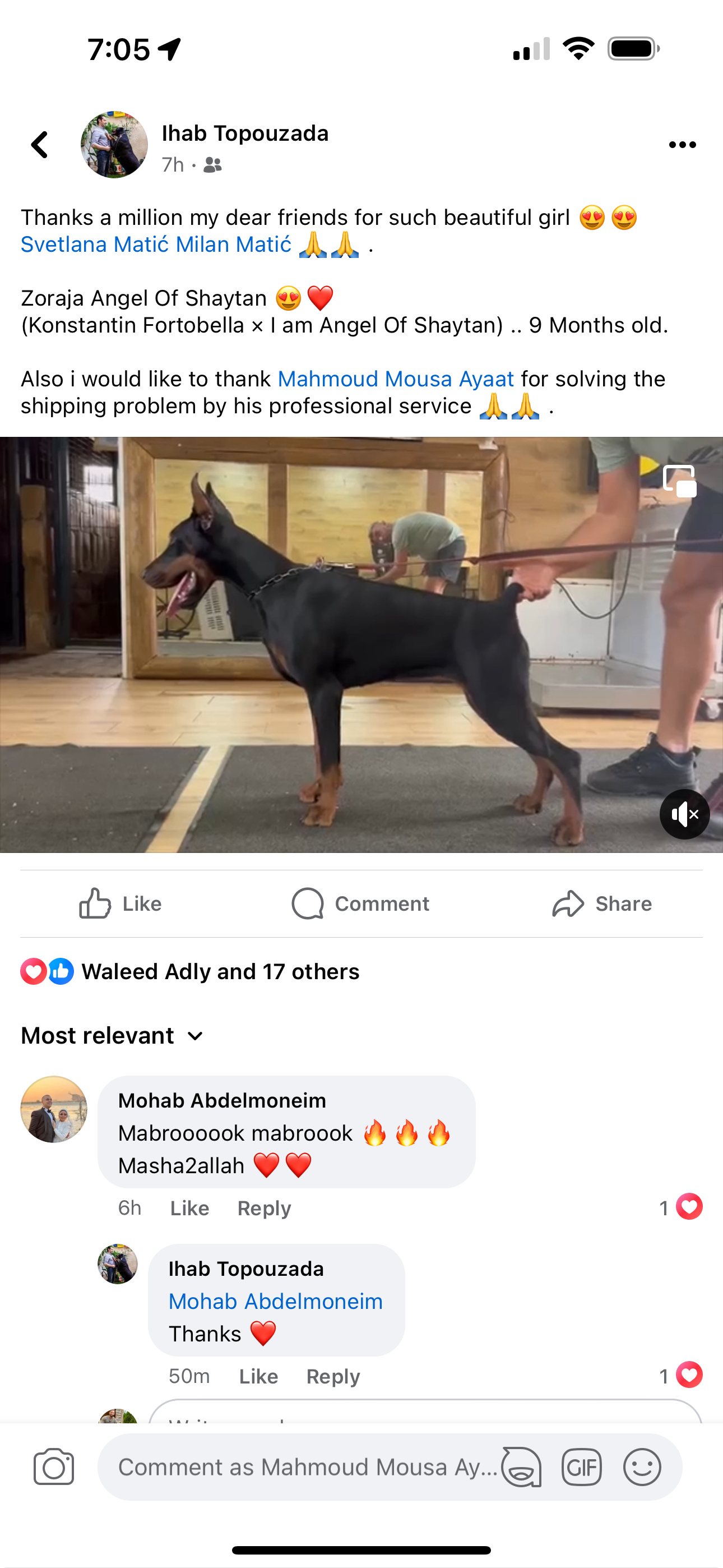 Doberman (Serbia to Egypt)