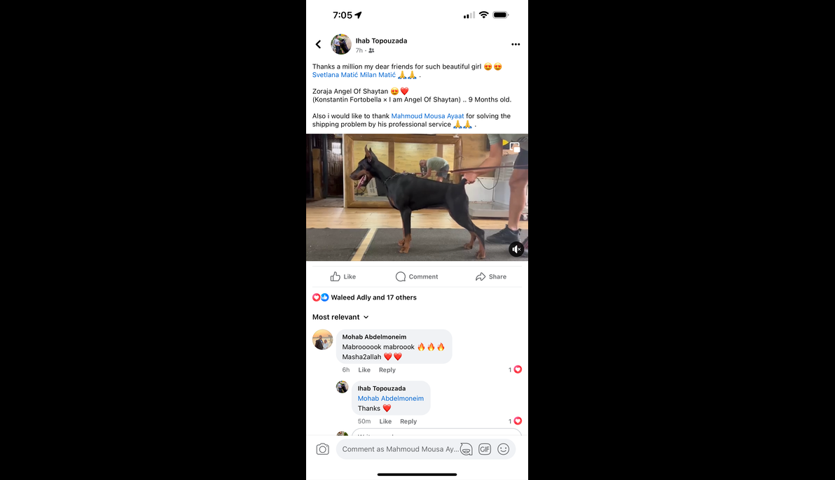 Doberman (Serbia to Egypt)