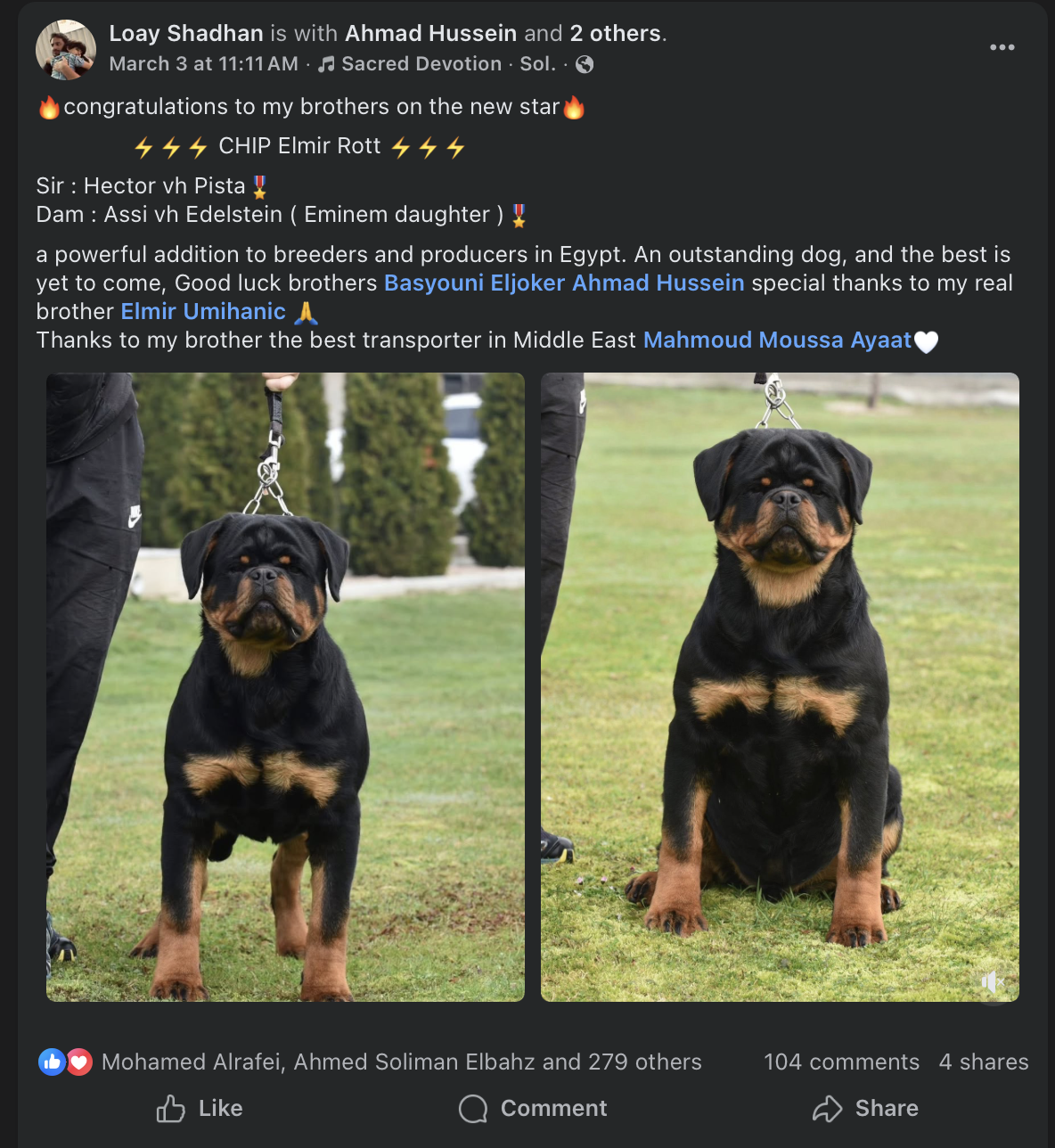 Rottwieller (Serbia to Egypt)