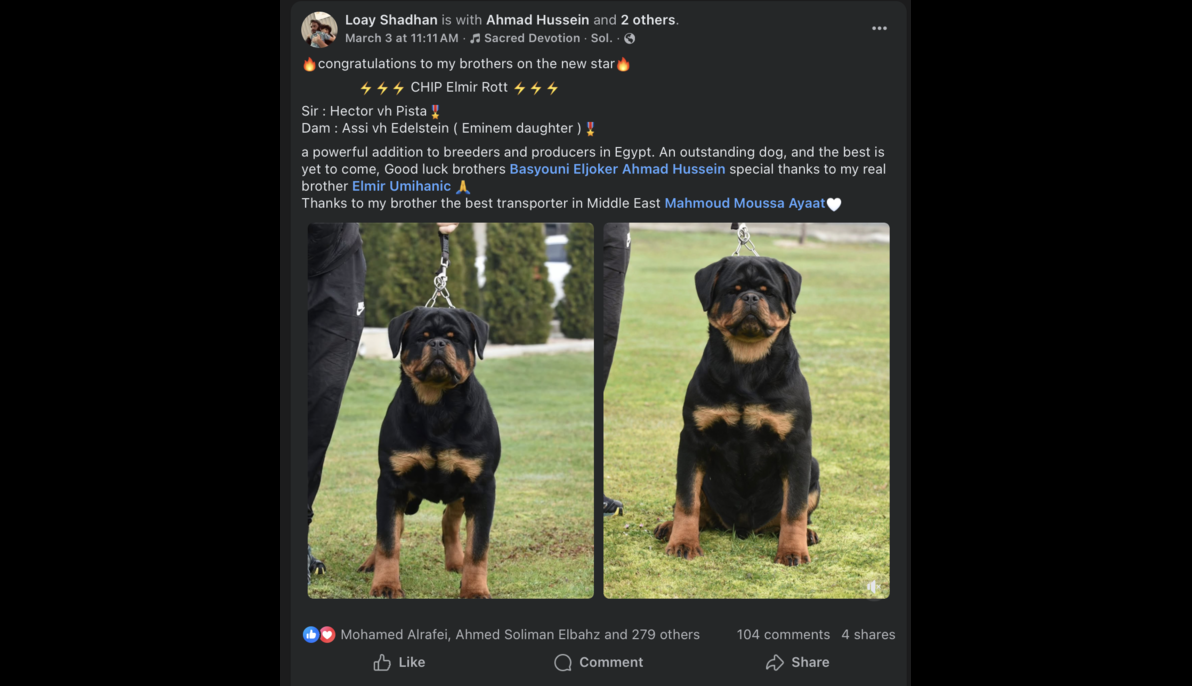 Rottweiller (Serbia to Egypt)