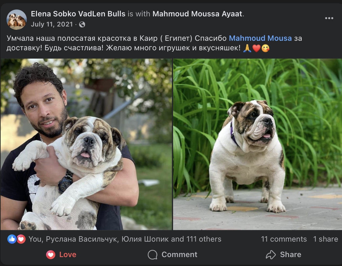 English Bulldog (Ukriane to Egypt)