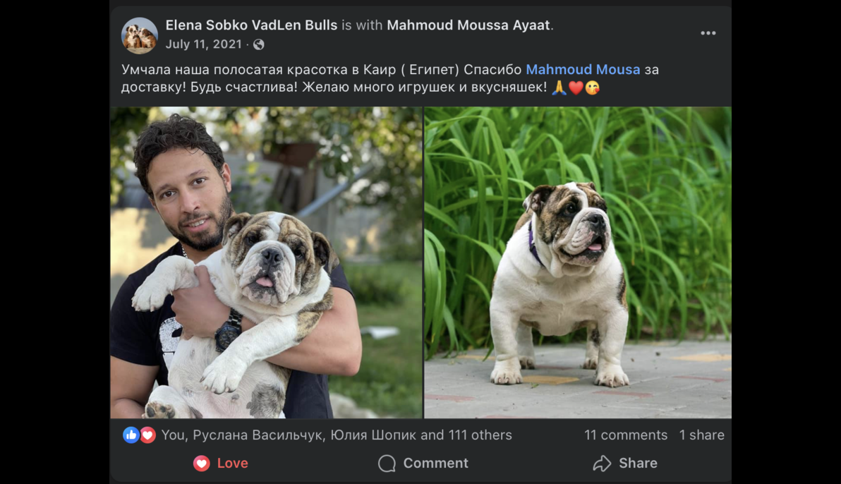 English Bulldog (Ukraine to Egypt)